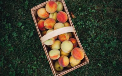 It’s peach picking season